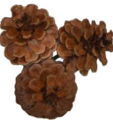 pineCone
